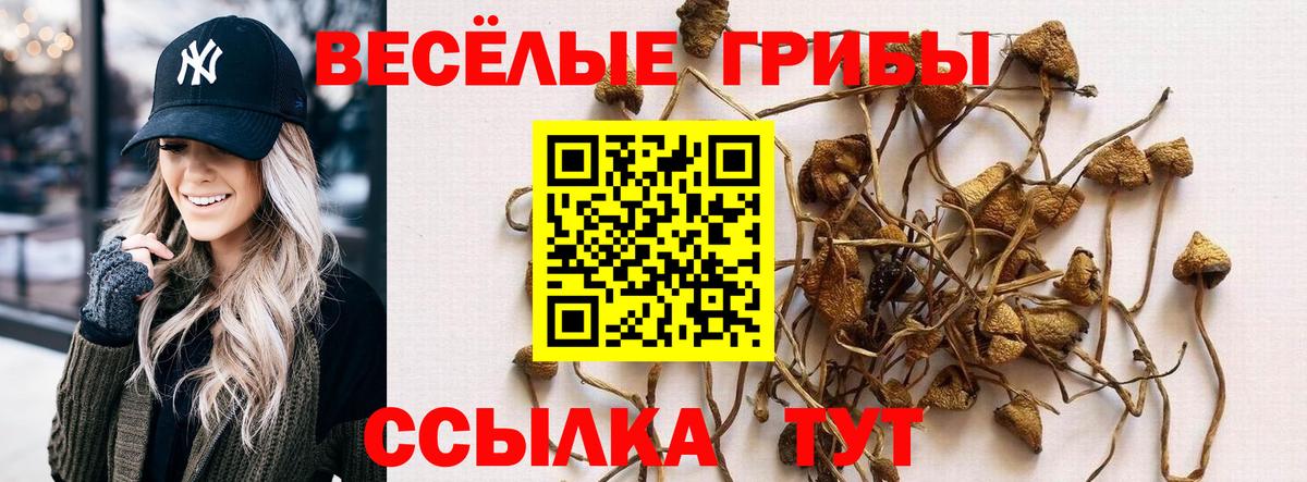 Галлюциногенные грибы Psilocybe Чернушка